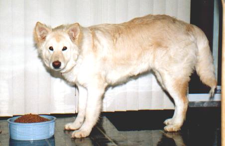 cheyenne6months old.jpg (18904 bytes)