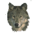 wolf_head.gif (2384 bytes)